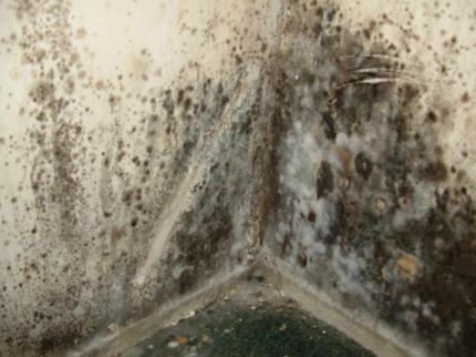 Black Spot Mould